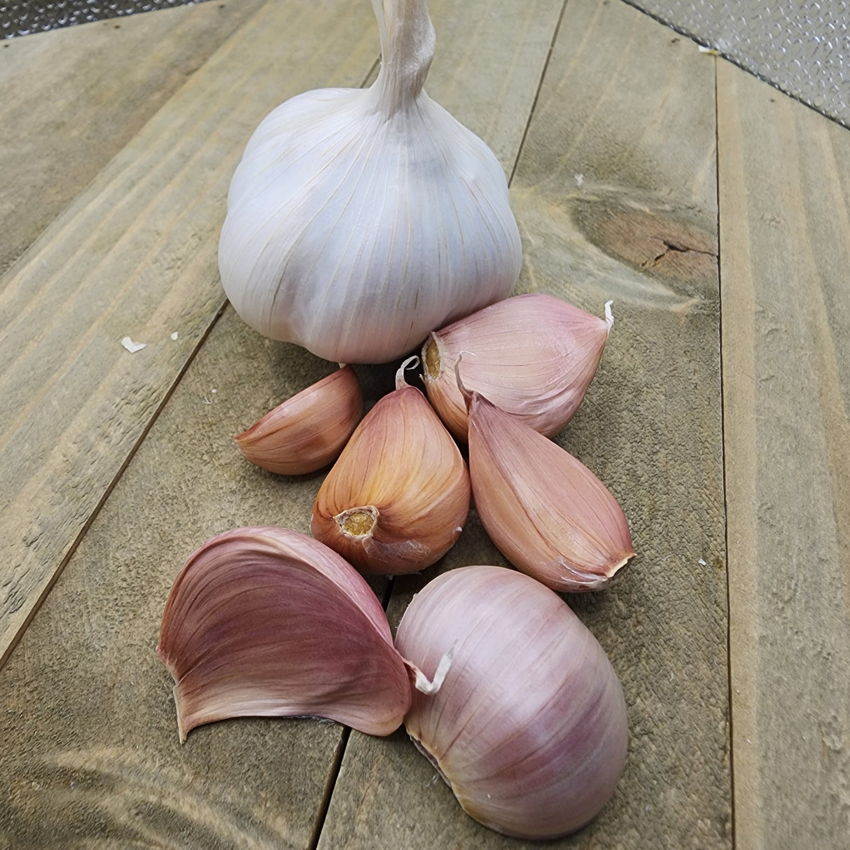 Garlic - (Soft Neck) Silver Rose