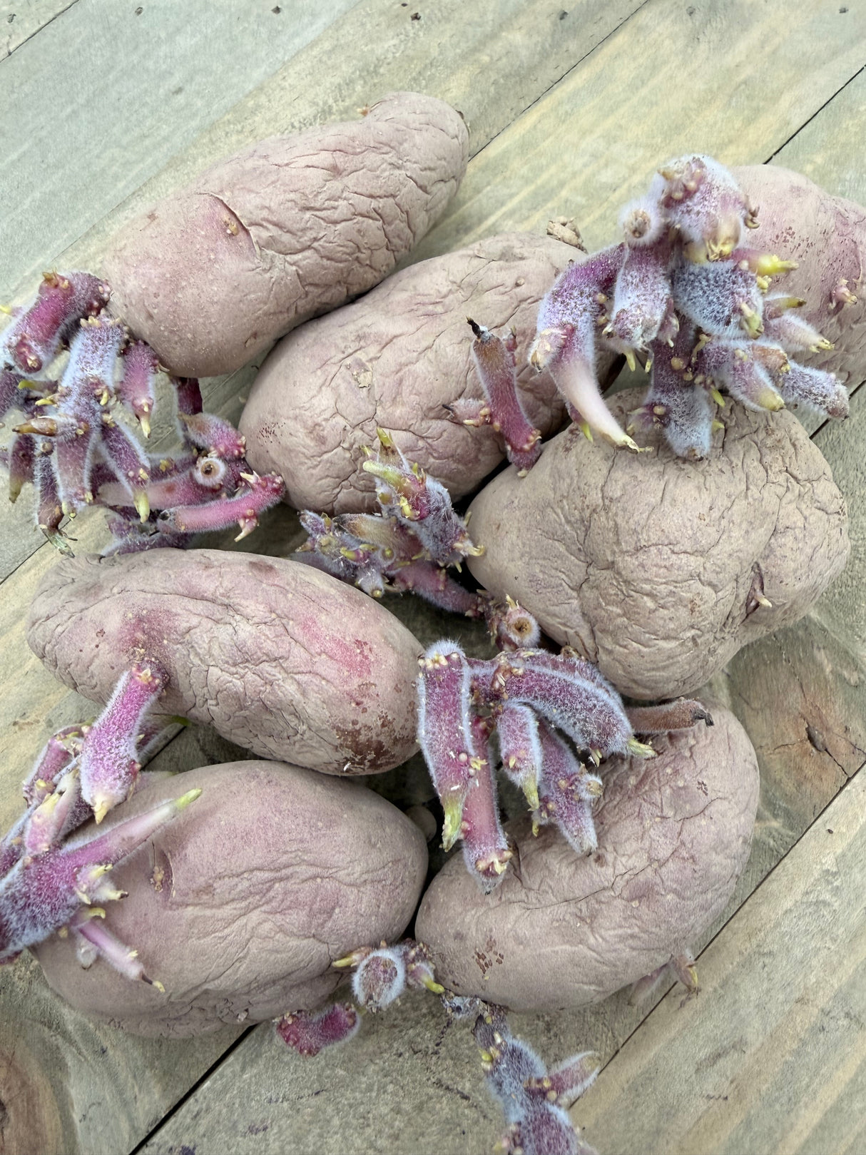 Potato, Fingerling (Late-Season) - French Classic (Organic) - SeedsNow.com - Potato Seed
