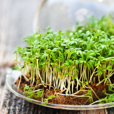 *FREE GIFT* Cress Sprouts/Micro-greens Seed Kit