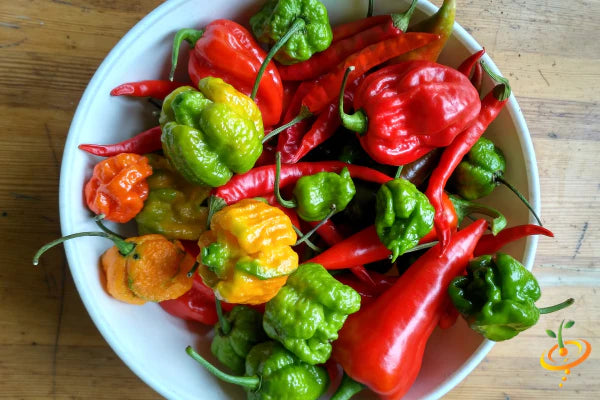 All-in-One Hottest Peppers π₯΅π₯πΆοΈ Variety Pack