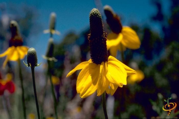 Yellow prairie coneflower wildflower seed mix from SeedsNow, showing vibrant coneflower blossoms in a natural garden setting.