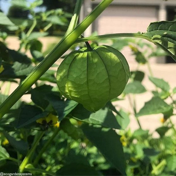 Fresh green tomatillo plant with healthy leaves, grown from SeedsNow classic tomatillo seeds, ready for cultivation.