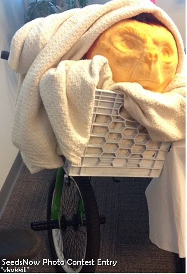 Carved Jack O' Lantern pumpkin on a bicycle basket wrapped in a beige blanket