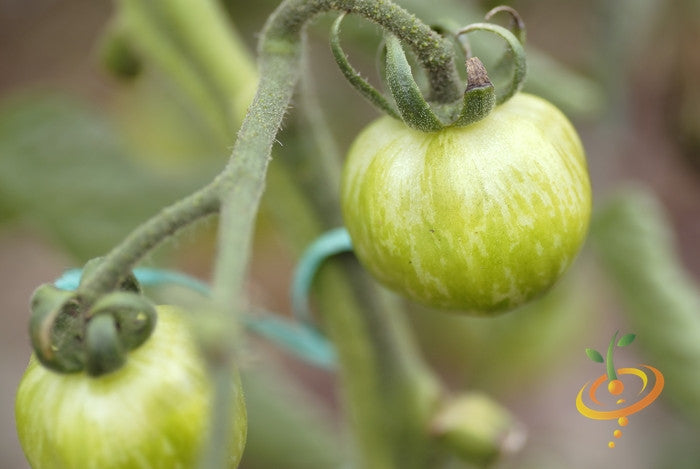 Green striped zebra tomato seedling from SeedsNow, showing vibrant green and white striped tomato plant leaf and stem.