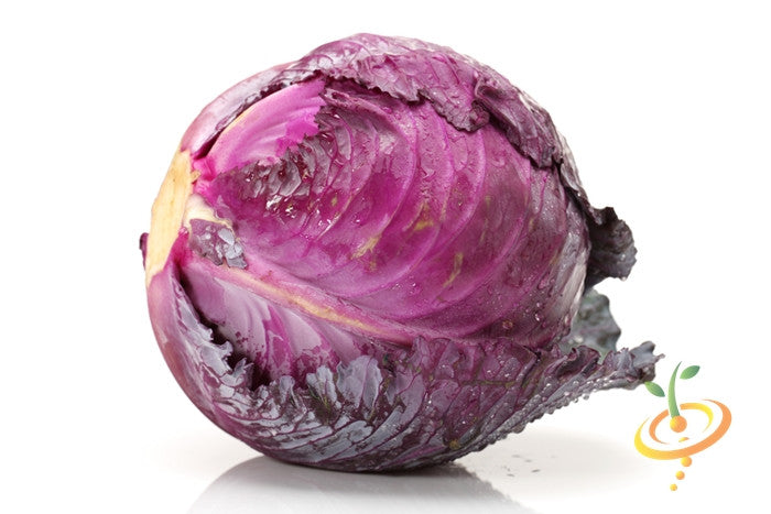Mammoth Red Rock cabbage with deep red leaves on white background