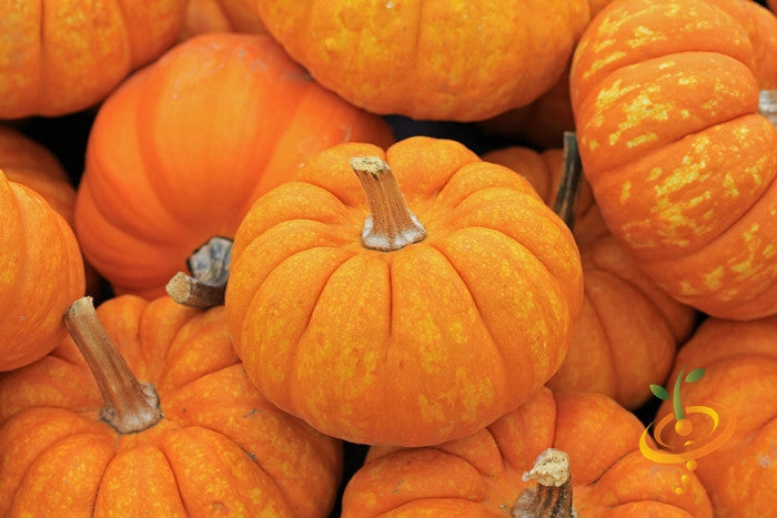 Jack Be Little pumpkin seeds from SeedsNow shown in a close-up image, ready for planting or culinary use.
