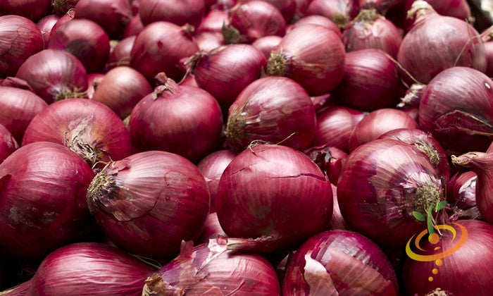 close-up of fresh Onion Red Burgundy bulbs with deep red skin