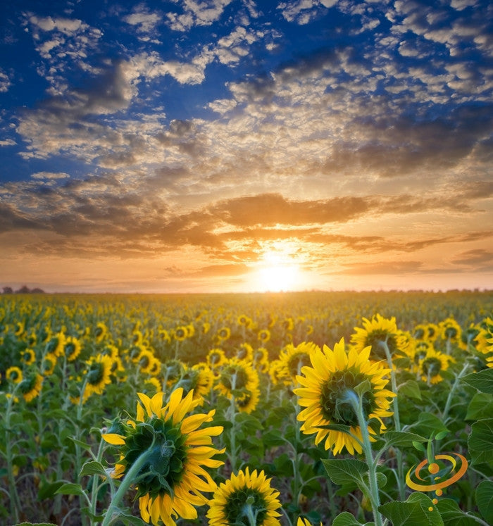 Dwarf sunflower flower seeds from SeedsNow, showing vibrant yellow sunflower blooms with green foliage.