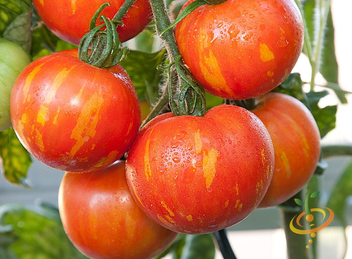 Indeterminate Mr. Stripey tomato seeds from SeedsNow, showing vibrant green and red striped tomato seed packets.