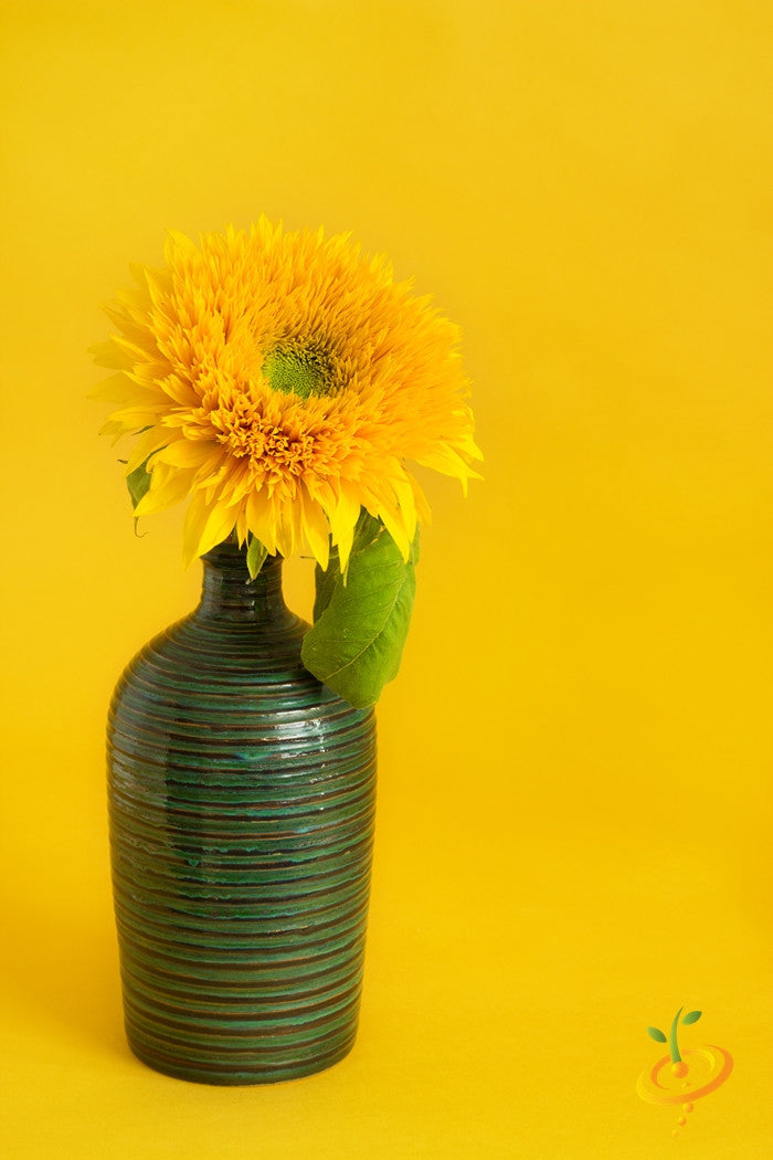 Sunflower Sun Gold Tall flower seeds by SeedsNow, showing vibrant yellow sunflower blooms and green foliage in full bloom
