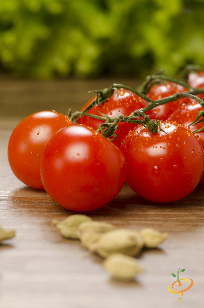 Red cherry tomato plant with ripe, large indeterminate tomatoes on the vine, grown from SeedsNow tomato seeds.