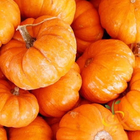 Order Jack Be Little Pumpkin seeds online from the USA now! These tiny 4" pumpkins are perfect for Halloween and Thanksgiving decorations, with a 100-day maturity.