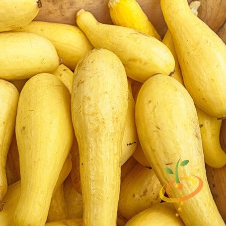 Yellow Crookneck summer squash seeds from SeedsNow, featuring fresh squash and seeds on a white background.