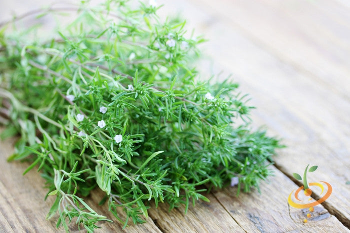 Summer Savory seeds from SeedsNow, showing small green seeds in a clear container, ideal for planting in herb gardens.