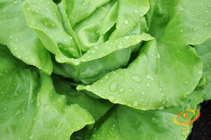 Fresh winter density lettuce seedlings from SeedsNow, showcasing vibrant green, crisp leaves ready for planting.
