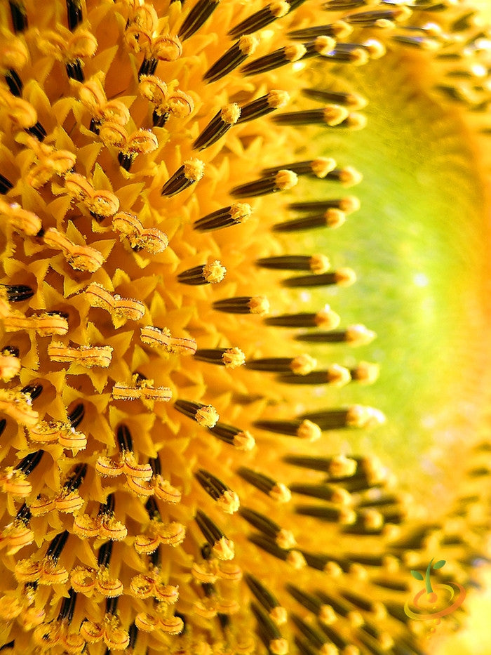 Dwarf sunflower seeds by SeedsNow showing vibrant sunflower flowers with bright yellow petals and green foliage.
