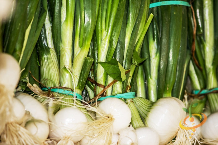 Bunches of Spanish Sweet White Onion with green stalks and white bulbs tied with blue rubber bands