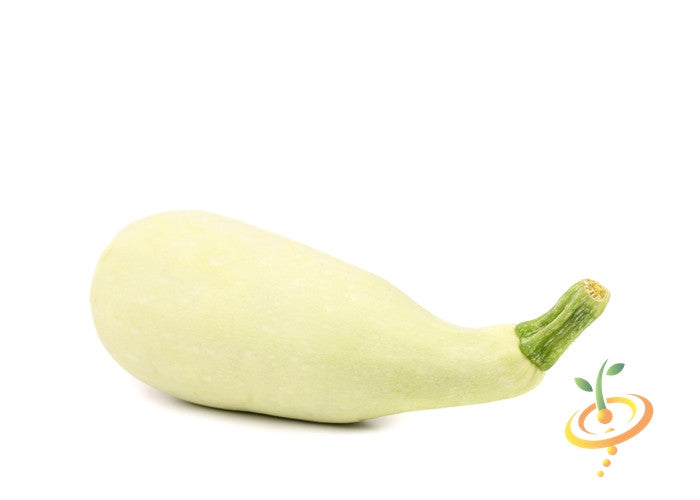 White seeds for summer squash (Marrow) from SeedsNow, showing fresh squash with white seeds inside.