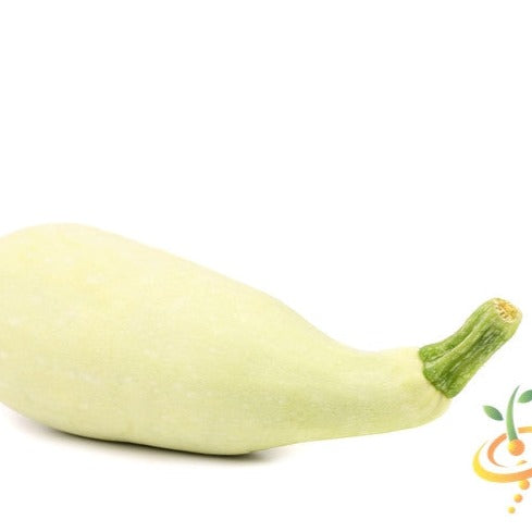 White seeds for summer squash (Marrow) from SeedsNow, shown in a close-up image with fresh squash produce.