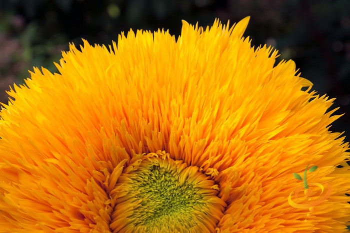 Sunflower Sun Gold tall flower seeds from SeedsNow, showing vibrant yellow sunflower blooms and green foliage.