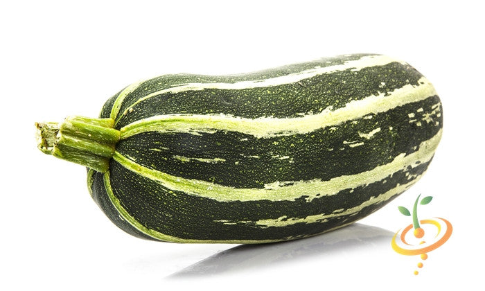 Fresh green seeds of Summer Squash (Marrow) displayed, ideal for planting or gardening, from SeedsNow.
