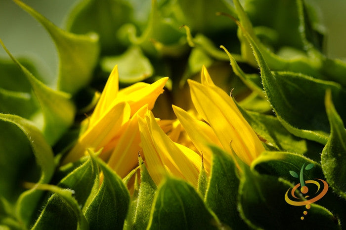 Dwarf sunflower flower seed from SeedsNow, showing vibrant yellow sunflower with green leaves in a garden setting.