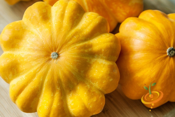 Golden Bush summer squash with scallop-shaped seeds, fresh and vibrant, from SeedsNow.