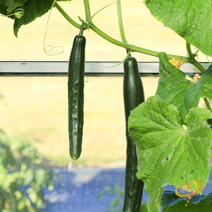 Buy Chinese Snake Cucumber seeds online in USA! Long Curved Cucumbers!