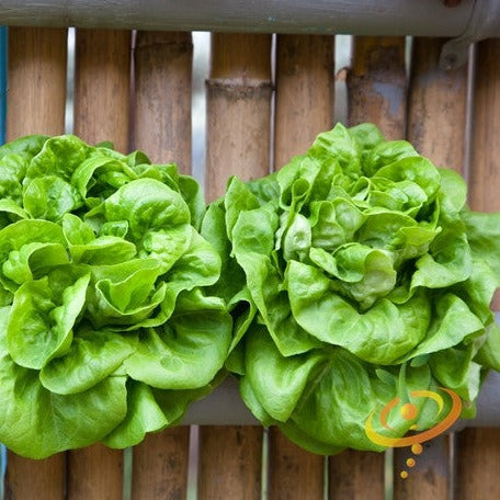Winter Density butterhead Lettuce seeds for sale online from USA. Heat and frost tolerant! Open-pollinated, USA-quality, Heirloom, NON-GMO organic seeds & more!