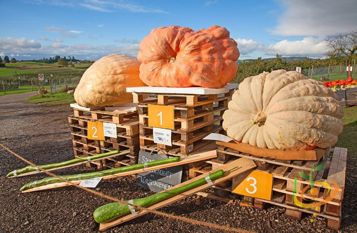 Atlantic Giant pumpkin seeds from SeedsNow, large orange pumpkin with deep ridges, ready for planting.