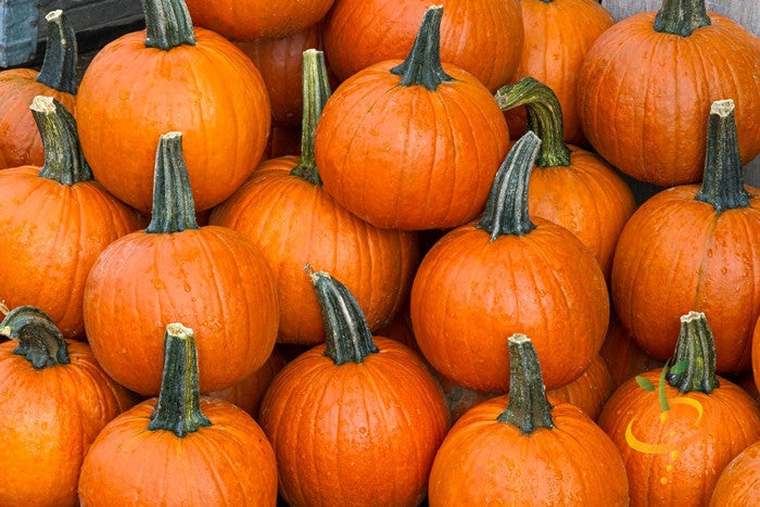 Small Sugar pumpkins with bright orange skin and green stems, ideal for pumpkin pie and gardening.