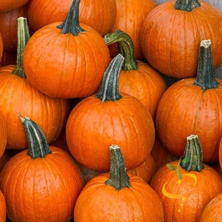 Buy Small Sugar Pumpkin seeds online from the USA now! Heirloom, bright orange flesh, smooth texture, and is popular for making pumpkin pies. Maturity: 75-100 days!