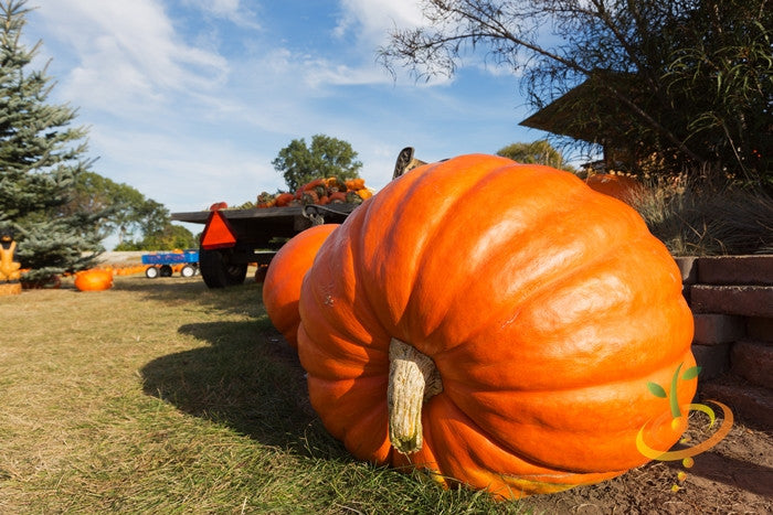 Big Max pumpkin seeds by SeedsNow, showing large, vibrant pumpkin with textured orange skin and green stem.