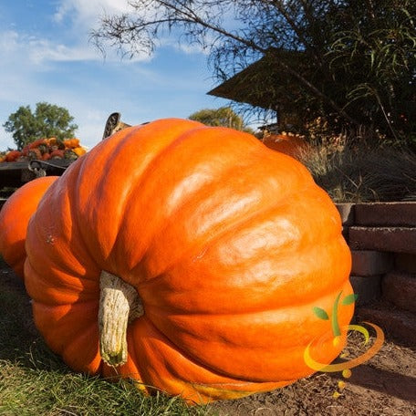Order Big Max Pumpkin seeds online from the USA now! Grow huge pumpkins with bright orange flesh, perfect for carving or making pumpkin pie. Matures in 115-120 days.
