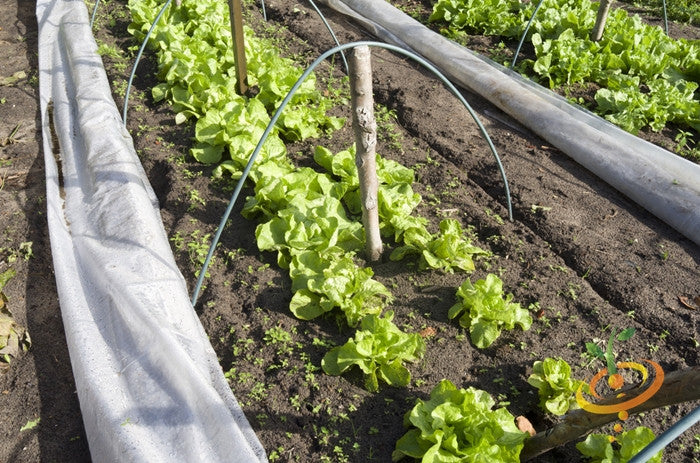 Broadleaf endive plant with lush green leaves, grown from SeedsNow Classic endive seeds in a garden setting.