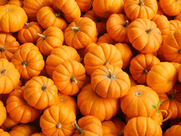 Close-up of Jack Be Little pumpkin seeds from SeedsNow, showing small, tan pumpkin seeds on a neutral background.