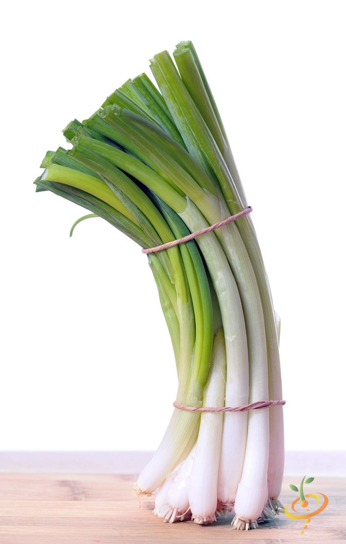 Bunch of fresh green Evergreen onions with white shanks bound by rubber bands on wooden surface