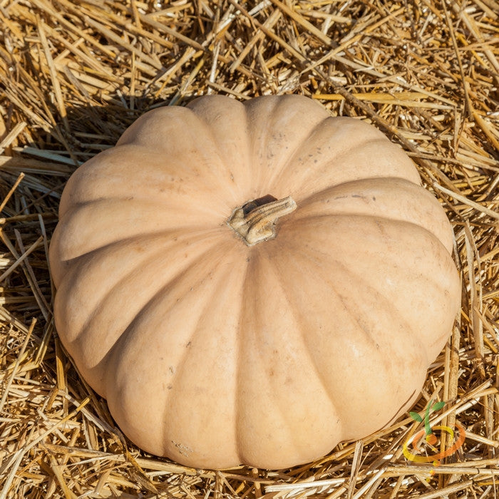 Winter Long Island Cheese squash seeds by SeedsNow, showing vibrant green squash with distinctive ridged shape and smooth skin.