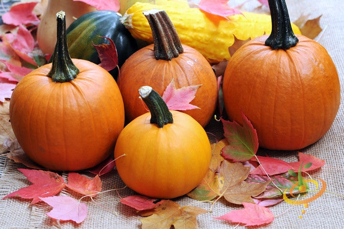 Small Sugar pumpkins with bright orange flesh surrounded by autumn leaves on burlap background