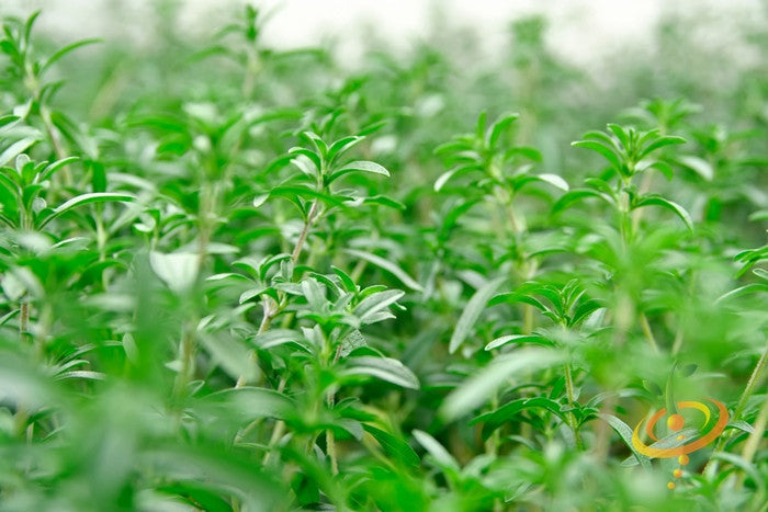 Summer Savory seeds from SeedsNow, small brown seeds used for flavorful herb gardening and culinary seasoning.