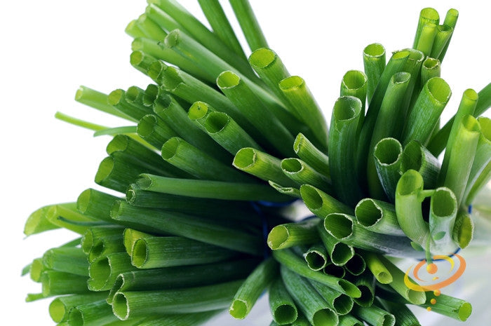 Close-up of fresh Tokyo Long White bunching onions (scallions) with green hollow stalks