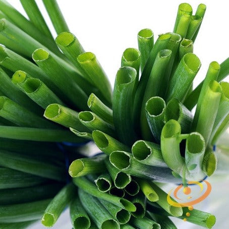 Tokyo Long White bunching onion scallion green fresh close-up