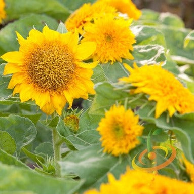 Buy Sunspot (Dwarf) Sunflower Flower seeds online from the USA now!