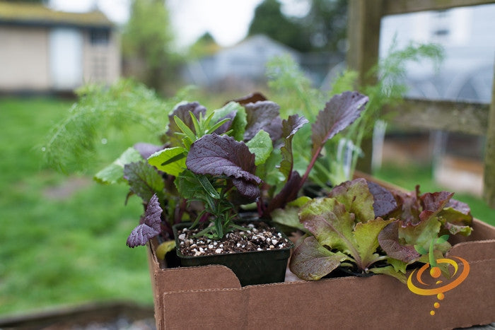 Young Giant Red mustard green seedlings with purple-tinted leaves in a cardboard box outdoors