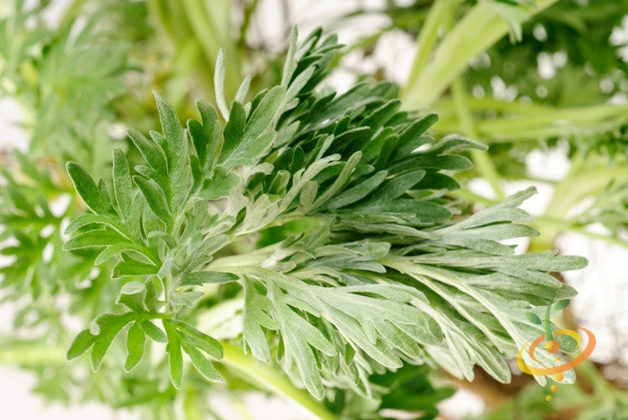 Close-up of fresh green wormwood leaves from Artemisia absinthium plant