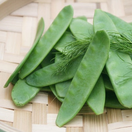Fresh Pea (Snow) pods on a woven basket highlighting their large size and tender green appearance
