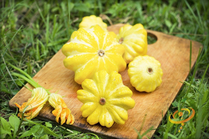 Golden Bush summer squash with scallop-shaped fruits, shown growing on a plant with lush green leaves.