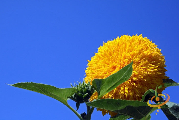 Sunflower Sun Gold Tall flower seeds from SeedsNow, showing vibrant yellow sunflower blooms and green foliage.
