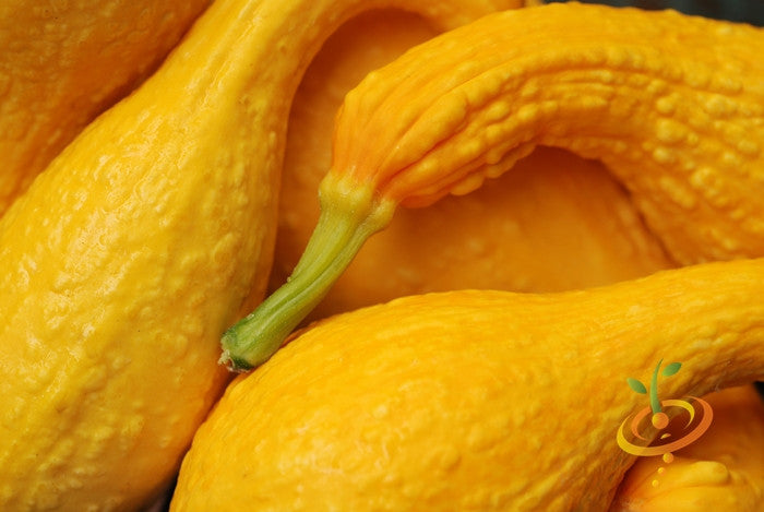 Yellow crookneck summer squash with yellow seeds, fresh and vibrant, from SeedsNow. Suitable for garden planting or culinary use.