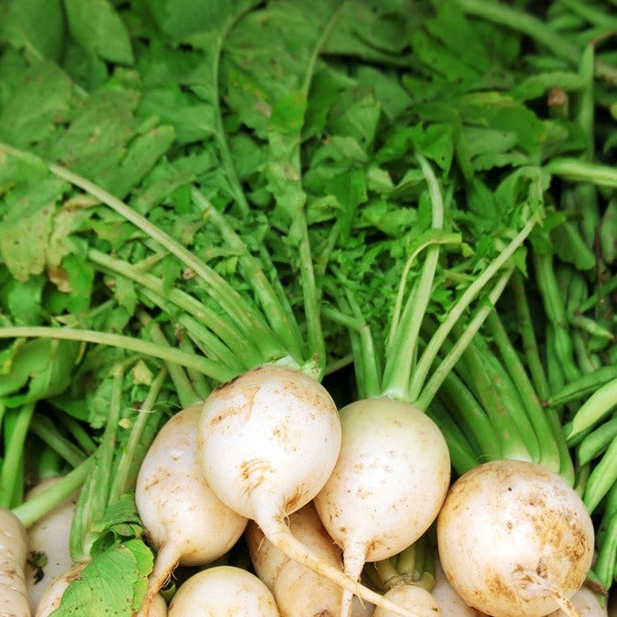 Fresh white round radishes with green leaves in soil, Radish - Hailstone seeds
